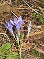 Triteleia laxa 'Koningin Fabiola'