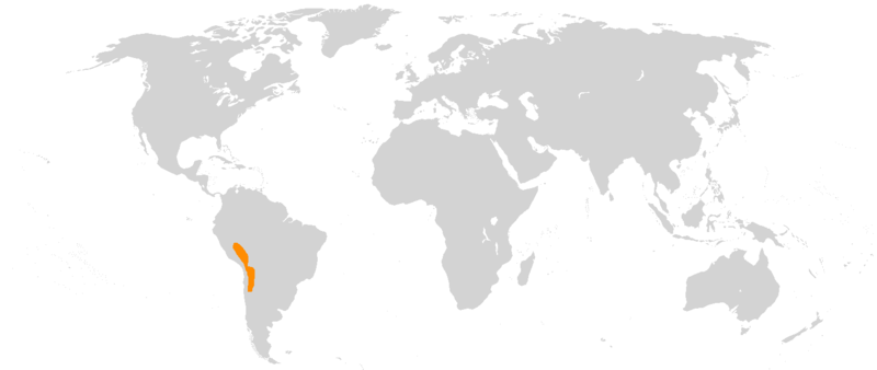 File:Vicugna vicugna range.png