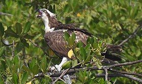 Eurasian osprey feeding on a fish in Kartung, the Gambia. Characteristically its tongue often pokes out whilst swallowing food.