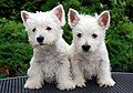 Image 56West Highland White Terrier puppies (from Puppy)