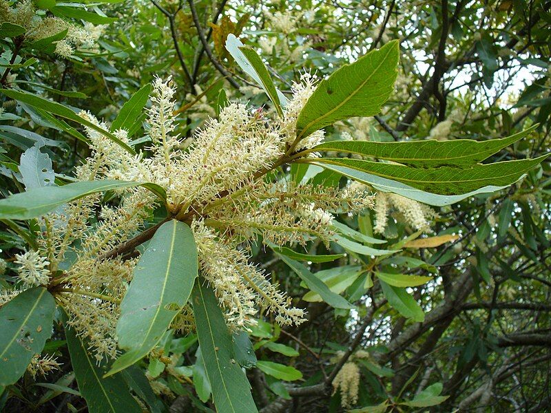 File:Wild almond flower.JPG