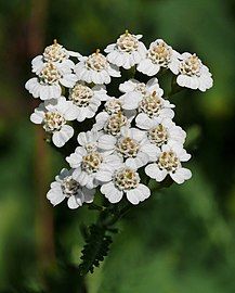 Close-up of flowers