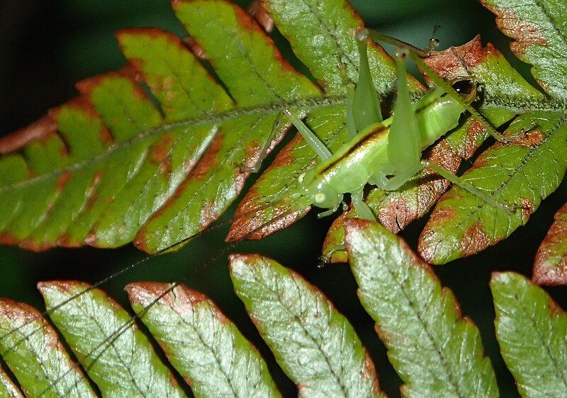 File:アマミコバネササキリモドキCosmetura amamiensis♂奄美大島2015-5-26.jpg