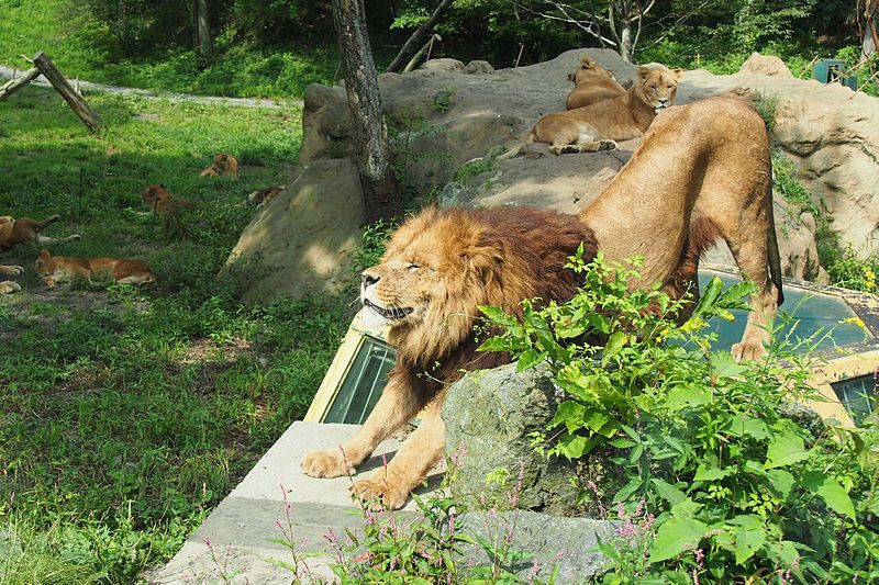 File:富士サファリパーク ライオン2 Fuji-safari-park-Lion2.jpg