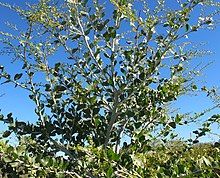 "Acacia chartacea" in bud