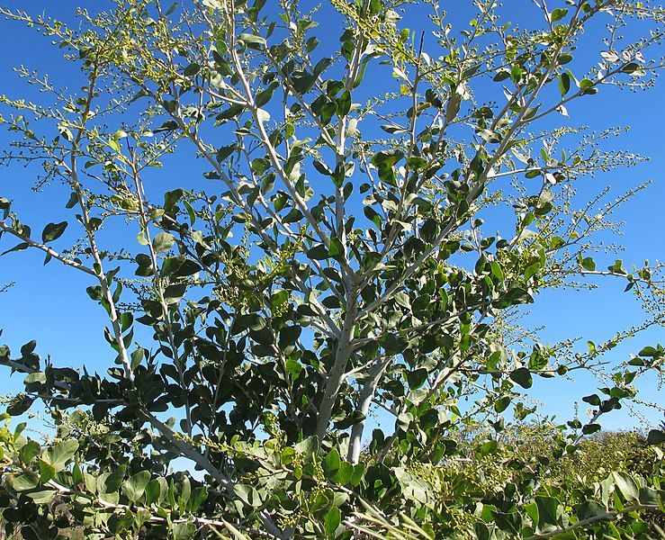 File:Acacia chartacea (31986711583).jpg