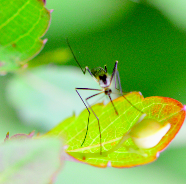 File:Aedes hendersoni.png