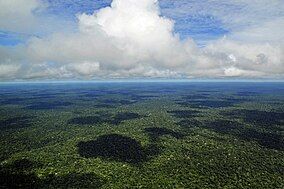 Aerial view of the Amazon rainforest, near Manaus