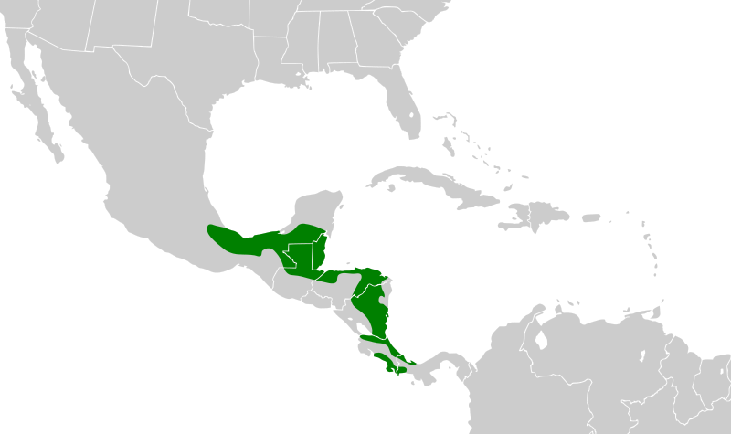 File:Amazona guatemalae map.svg