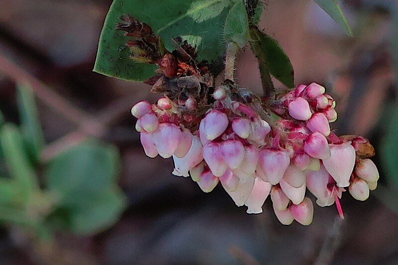 File:Arctostaphylos catalinae RPBG.jpg