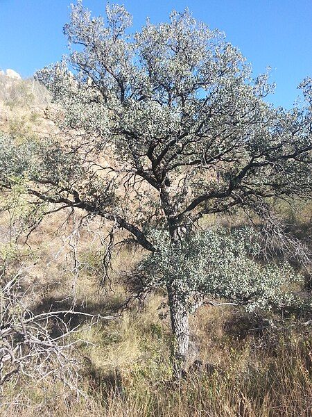 File:Arizona Blue Oak.jpg