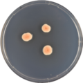 Aspergillus deflectus growing on CYA plate