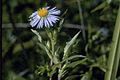 Purplestem aster