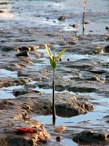 File:Australia Cairns 01.jpg