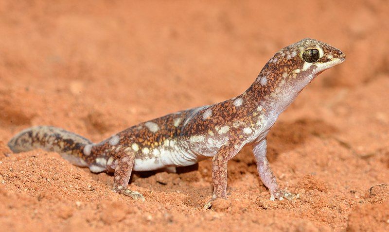 File:Beaked Gecko (23072645786).jpg