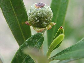 Close-up of riper fruit