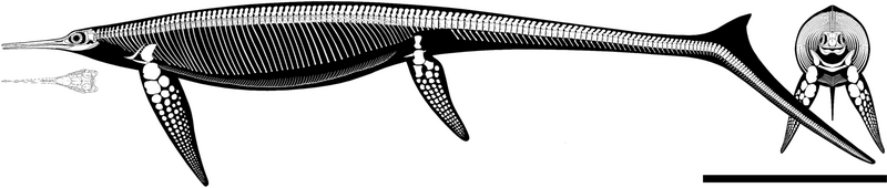 File:Besanosaurus Skeletal.png