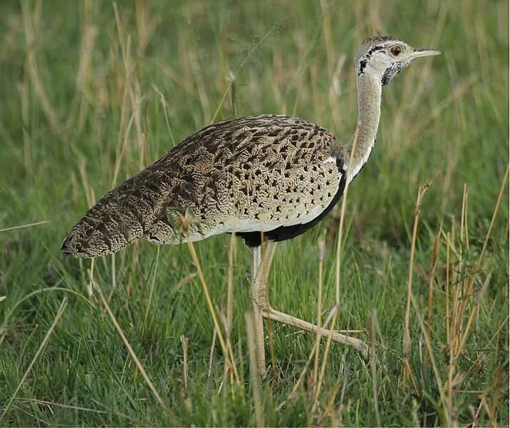 File:Black-bellied Bustard.jpg