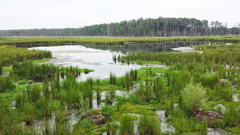 File:BlackwaterNWR.jpg