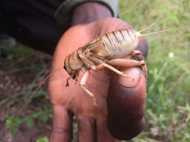 File:Brachytrupes membranaceus nymph.jpg