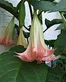 Brugmansia suaveolens flower