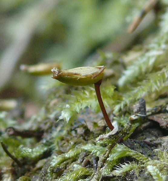 File:Buxbaumia viridis 300613.JPG