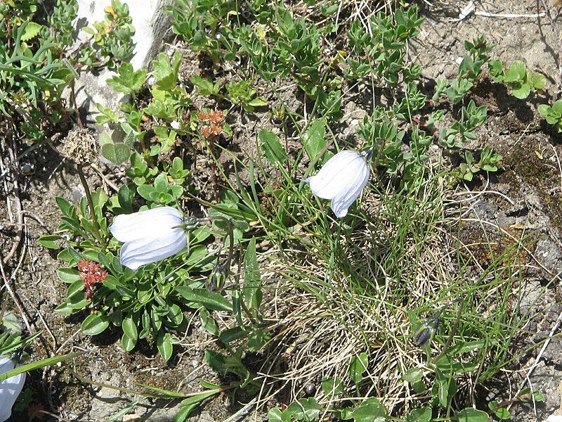 File:Campanula cochleariifolia04.jpg