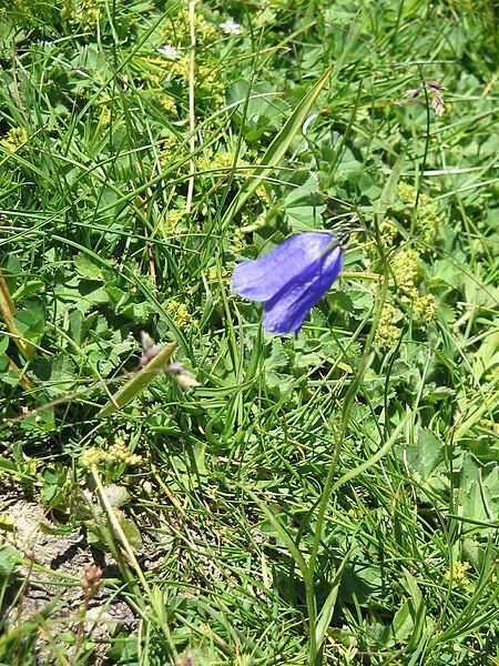 File:Campanula scheuchzeri001.jpg