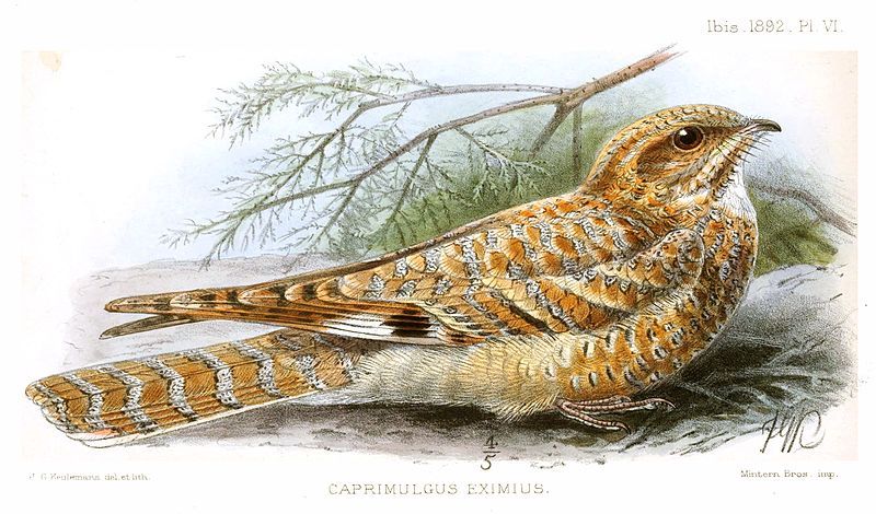 File:CaprimulgusEximusKeulemans.jpg