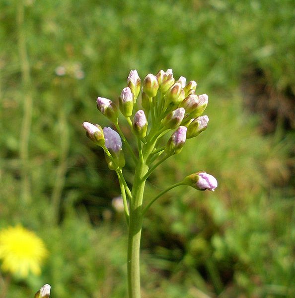 File:Cardamine pratensis 10.JPG