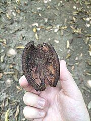 A dehisced fruit found on the ground