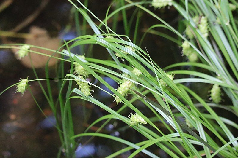 File:Carex tuckermanii.jpg