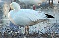 Ross's Goose, Bosque del Apache again