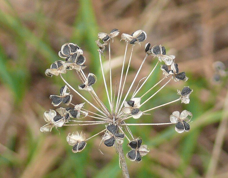 File:Chive seeds.jpg