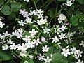 Claytonia sibirica