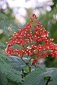 Clerodendrum paniculatum