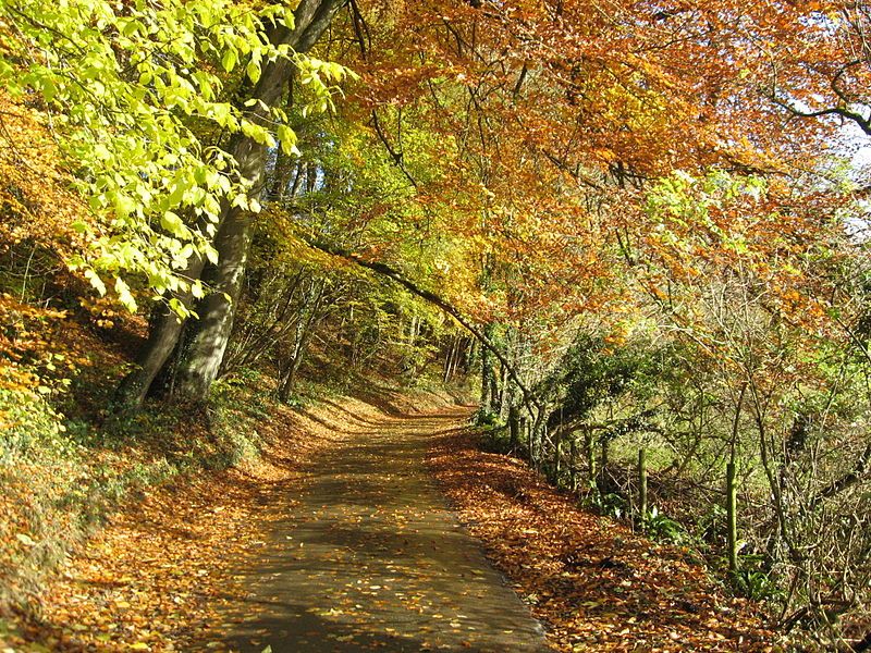 File:Country lane.jpg