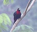 Crimson-collared Tanager