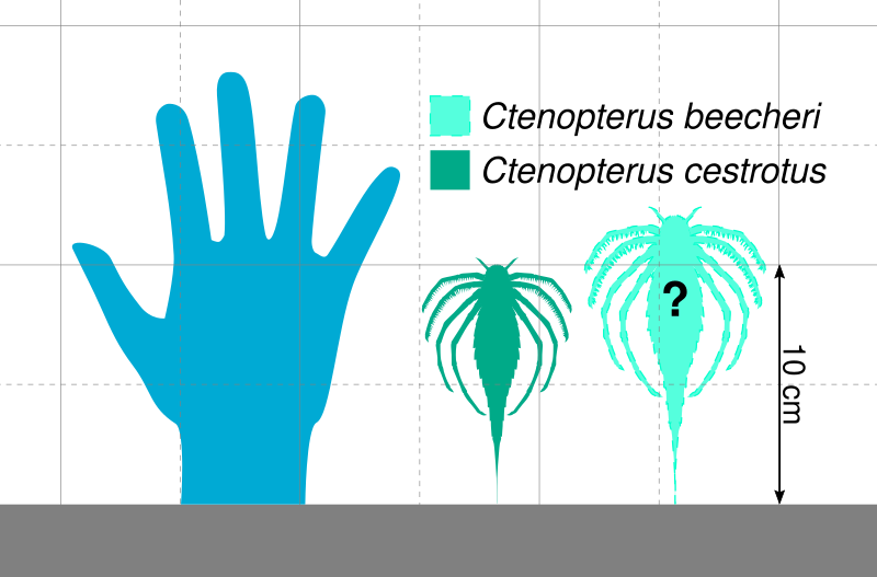 File:Ctenopterus Scale.svg