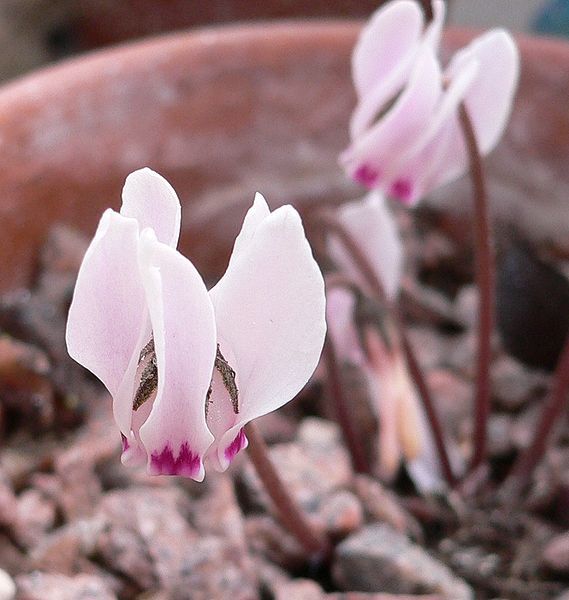 File:Cyclamen cyprium.jpg