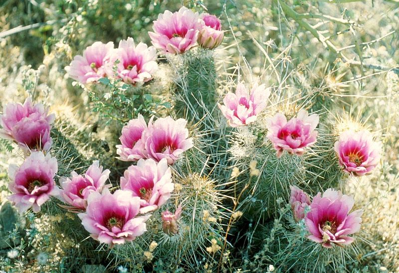 File:Echinocereus fasciculatus.jpg