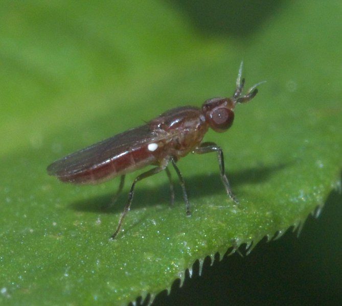 File:Ectecephala albistylum P1260785a.jpg