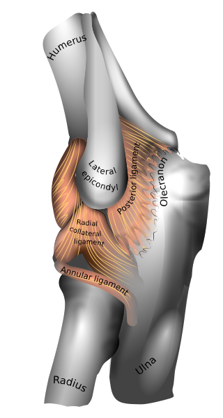 File:En-elbow joint.svg