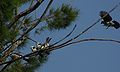 Northern White-crowned Shrikes