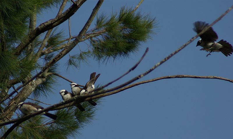 File:Eurocephalus ruepelli roost.jpg