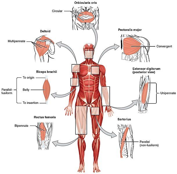 File:Fascicle Muscle Shapes.jpg