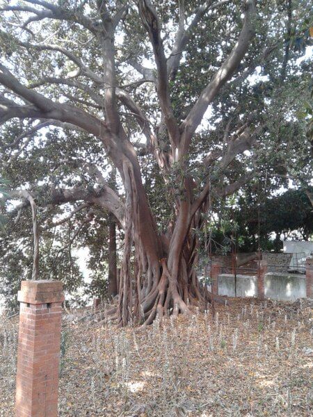 File:Ficus Bicknell piccolo.jpg