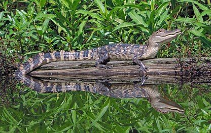 Gator reflections by Sam D. Hamilton