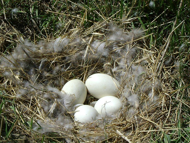 File:Geese Eggs.jpg