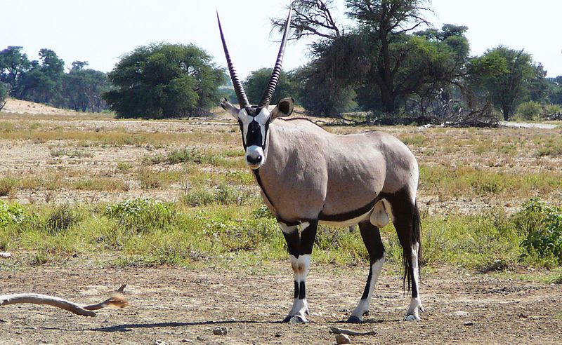 File:Gemsbok Kgalagadi.jpg